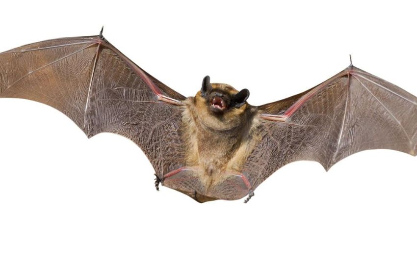 Chauve souris