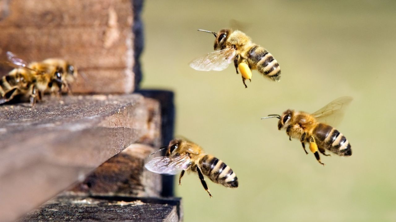 Attaque d'abeilles