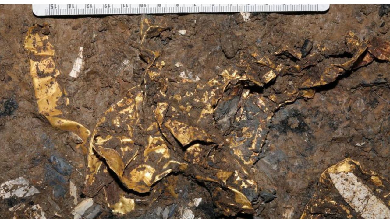 Ossements de serpents