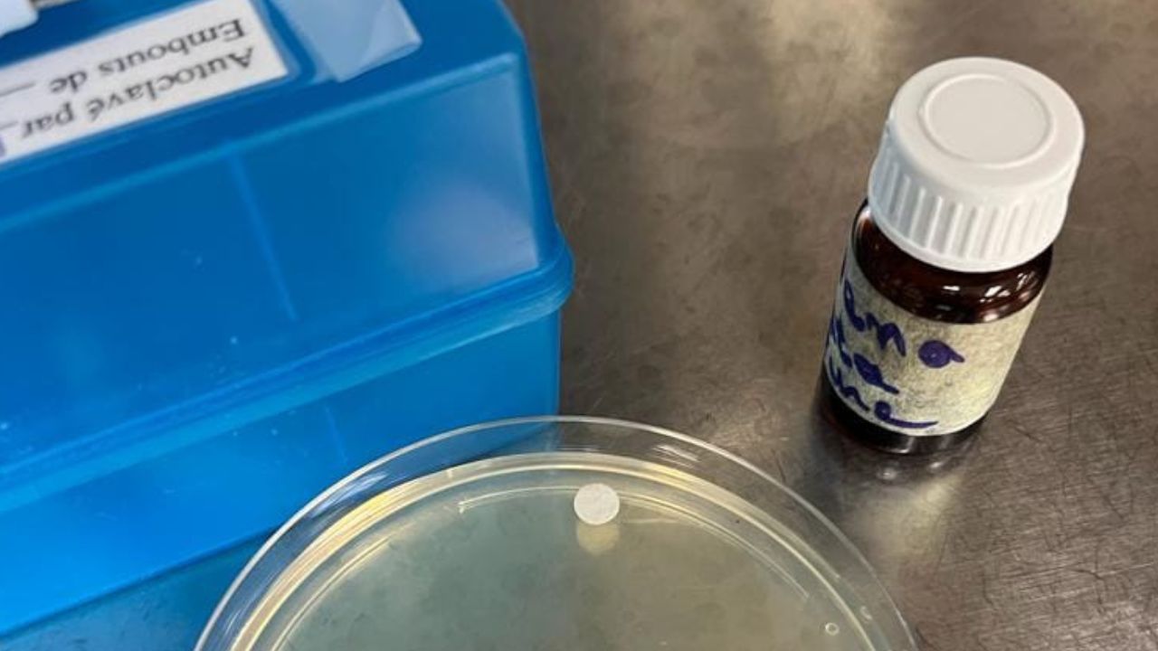 Huile essentielle clausena anisata