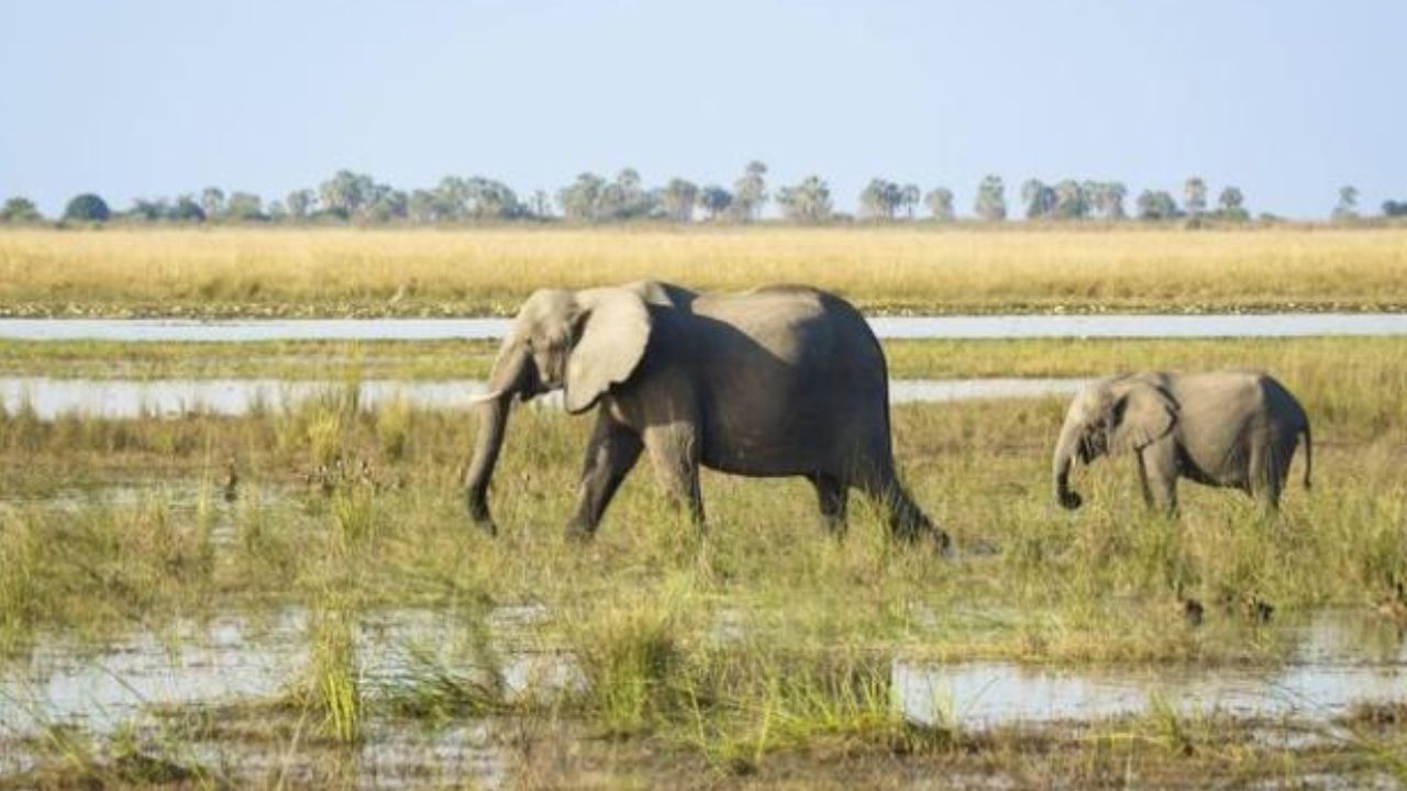 Chasse aux pachydermes