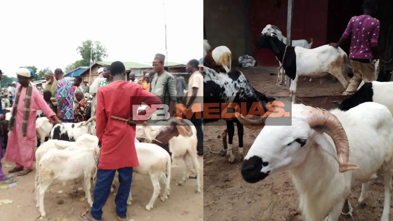 Flambée des prix des moutons