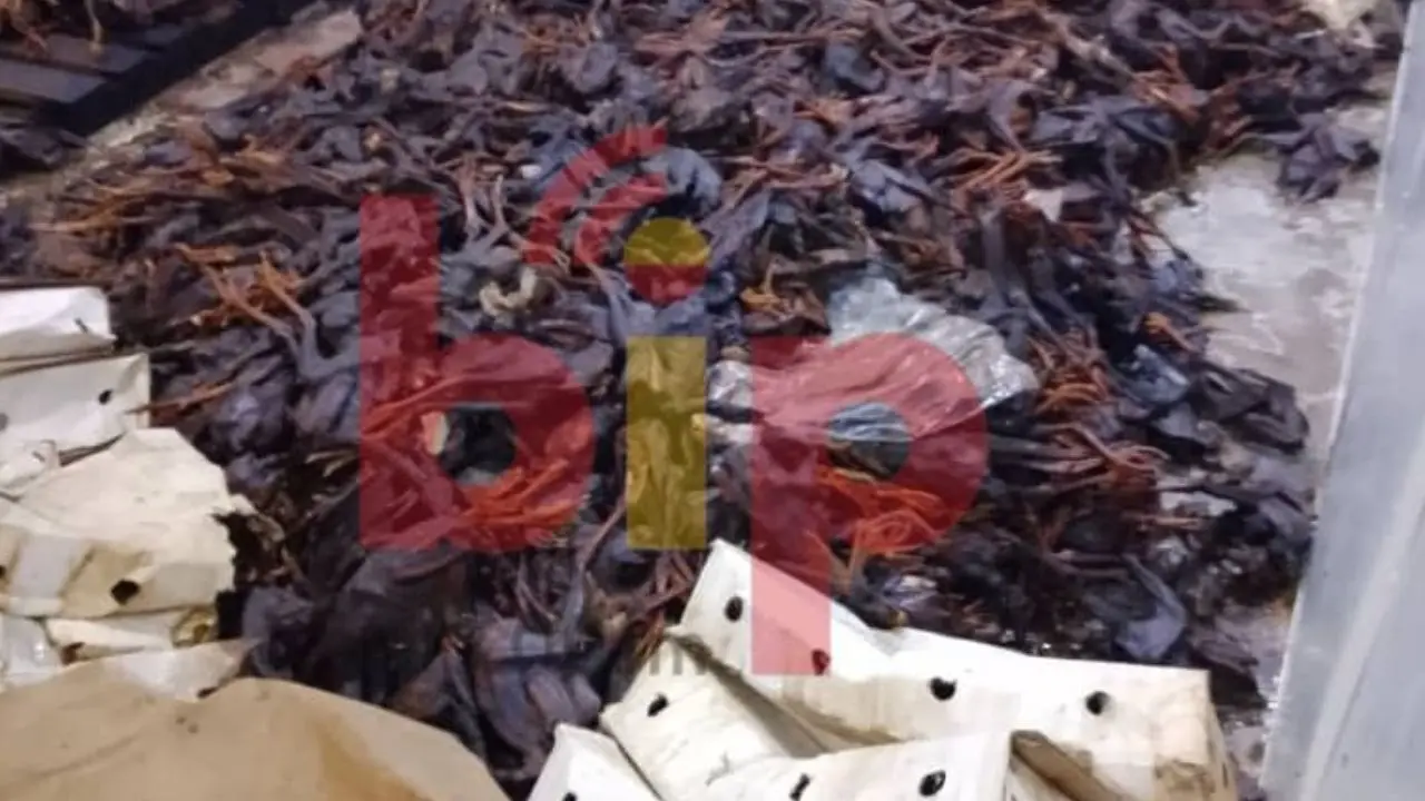 carcasses de poulets en putréfaction