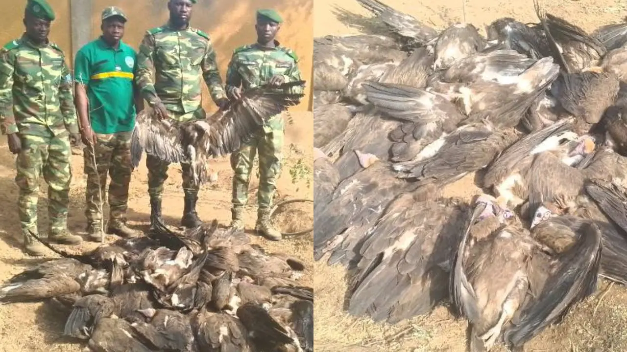un trafiquant de vautours arrêté avec 22 carcasses