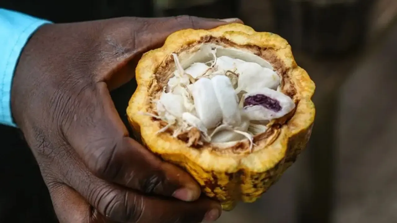 le prix d’achat du cacao