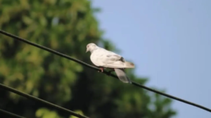 Drame : deux frères jumeaux meurent électrocutés en tentant de sauver un pigeon