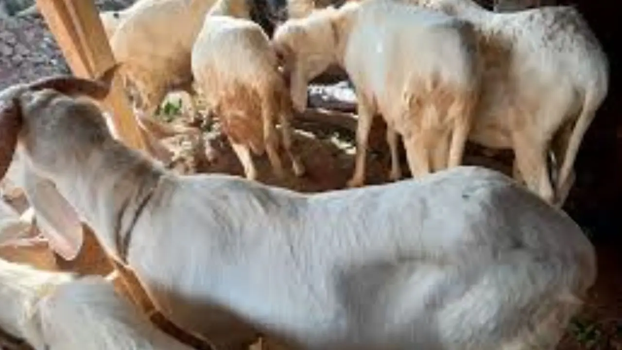 Tabaski