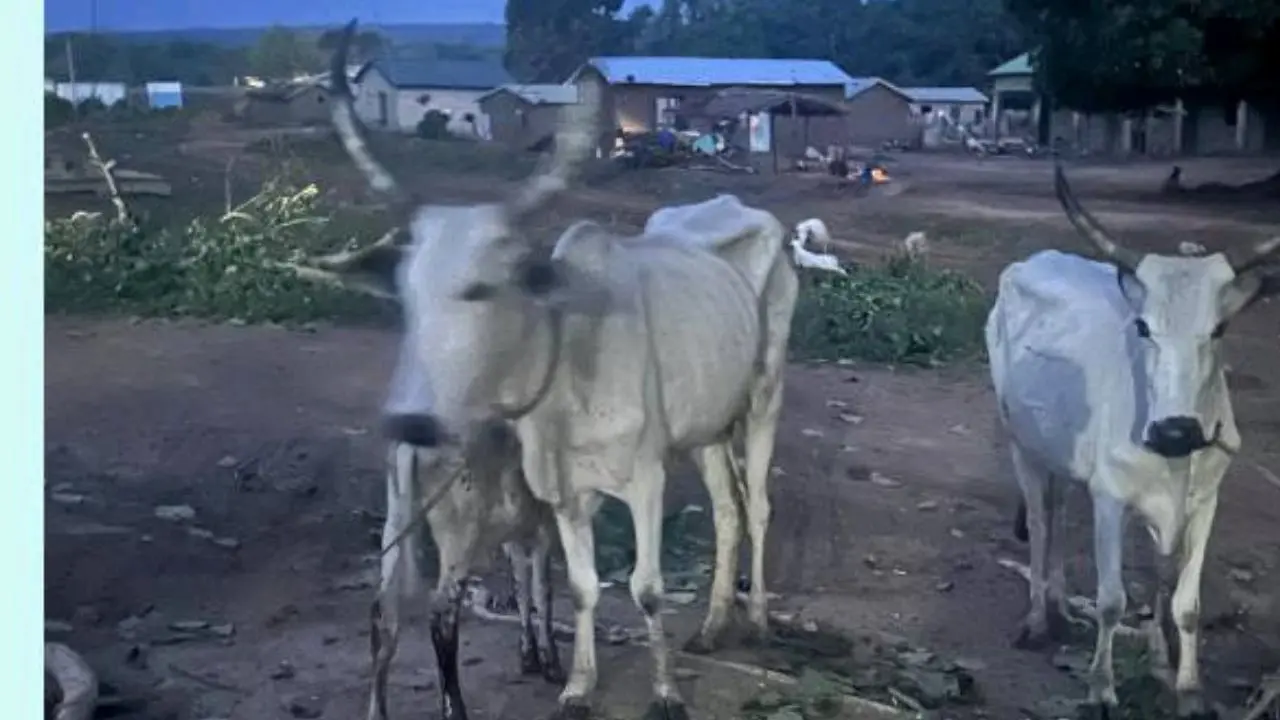 vol de vaches au Nigéria