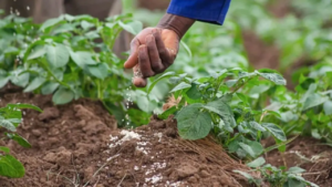 Bénin : plus de 30 milliards de soutien aux producteurs pour la campagne agricole 2026-2027